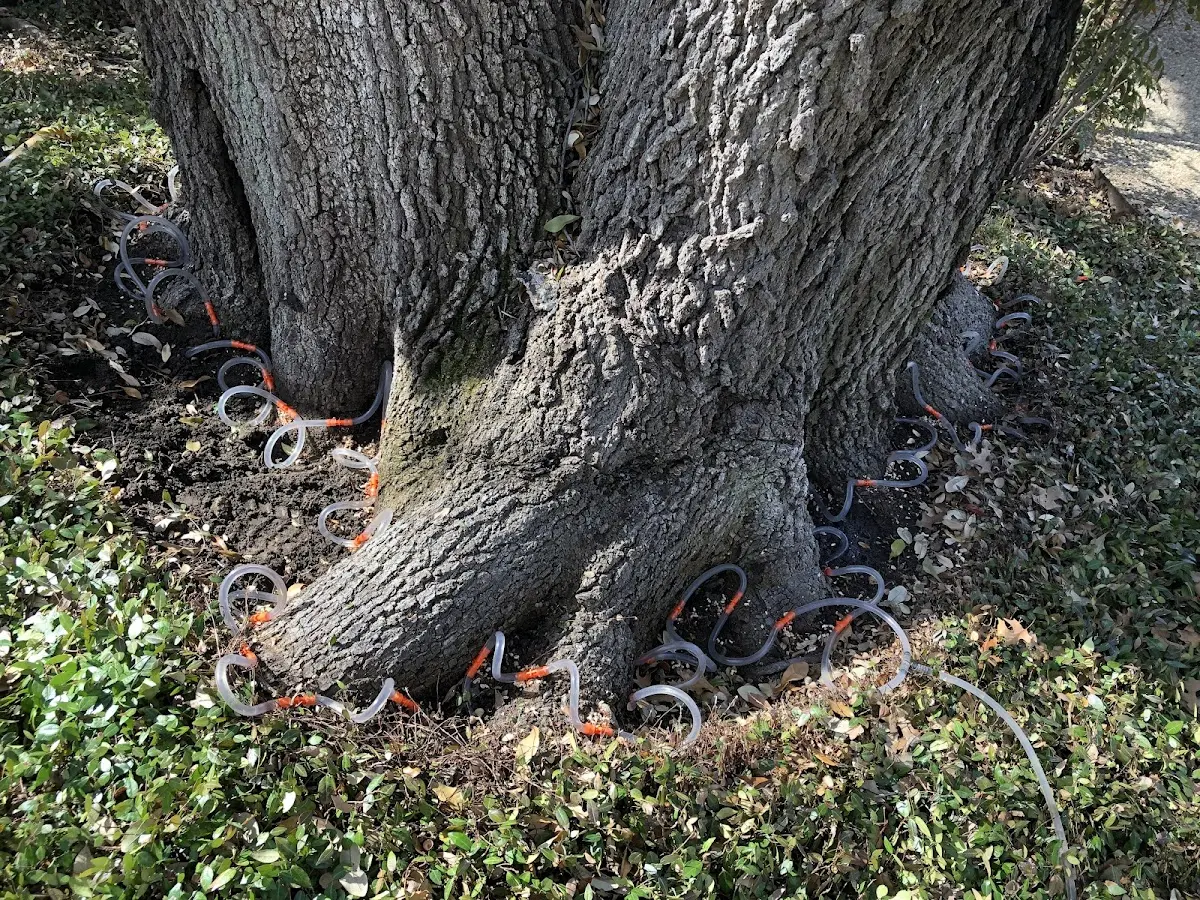 Detailed Tree Cabling and Bracing job site in Papaikou