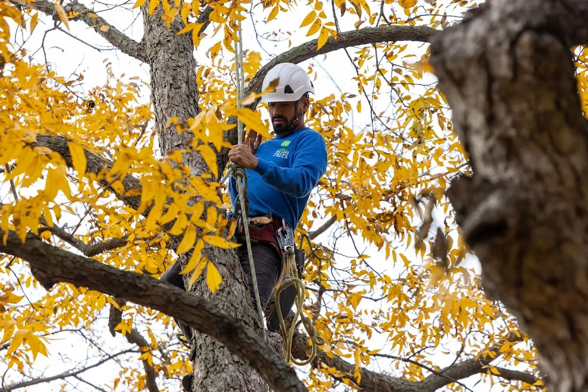 Skilled Tree Pruning crew working in Papaikou